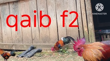 Very beautiful chicken, everyone is complaining, the f3 chicken is beautiful.