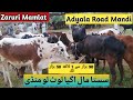 Cow Mandi 2023 || Dera Shoqeen Da || Today 19 june 2023 || Sasta Mall agaya !! Qurbani key janwar