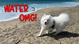 DOG is UNSURE about the OCEAN on 1ST BEACH TRIP