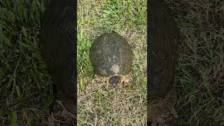 Pt 2 of snapping turtle