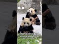 Panda Core#PandaCore #Panda #GiantPanda #CuteAnimals #PetLovers #Shorts