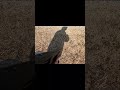 【狩猟】 銃を構えてにじり寄る in the river | FJCLUB