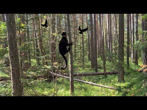 🐦🐦🐦 Луна пантера охотится за птичками. Черный леопард развлекается 🐆🐆🐆