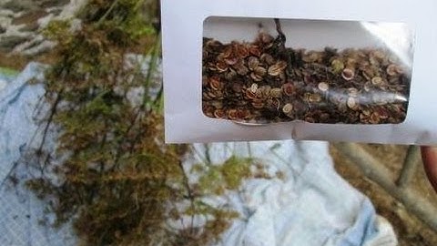 How to save Parsnip Seeds for Growing next year