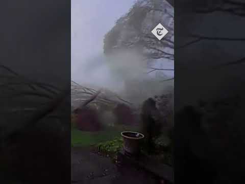 Moment extreme tornado winds rip down several trees in Michigan