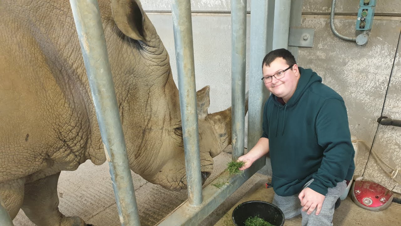 Rhino Feeding Experience Chessington World Of Adventures YouTube
