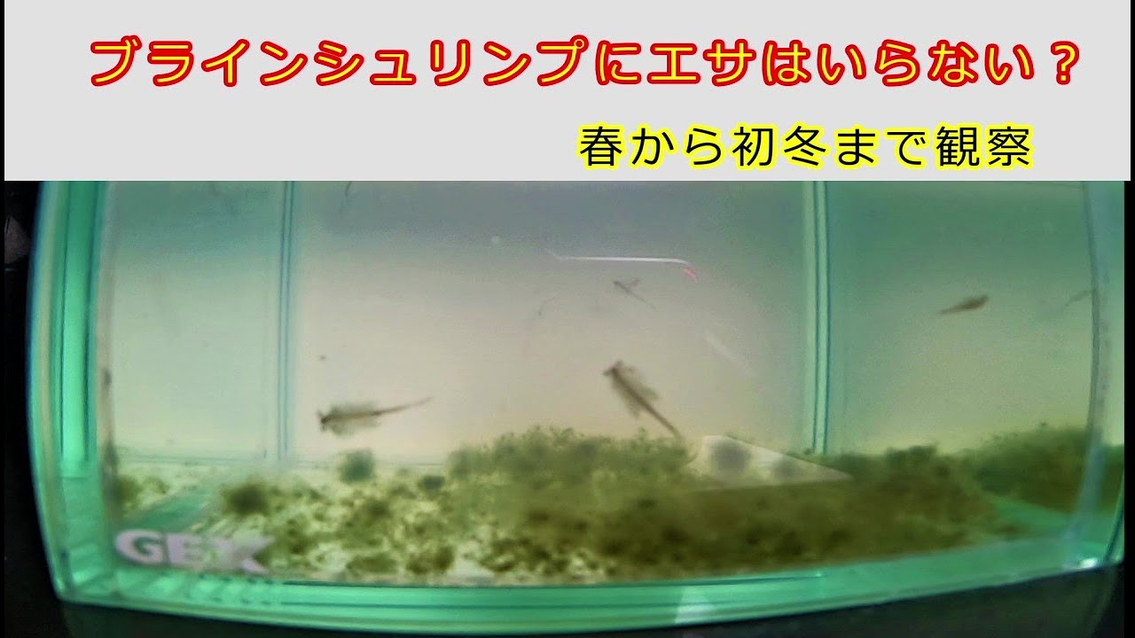 ブラインシュリンプを育ててみた！