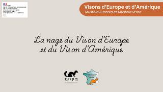 La nage du Vison d'Europe et du Vison d'Amérique