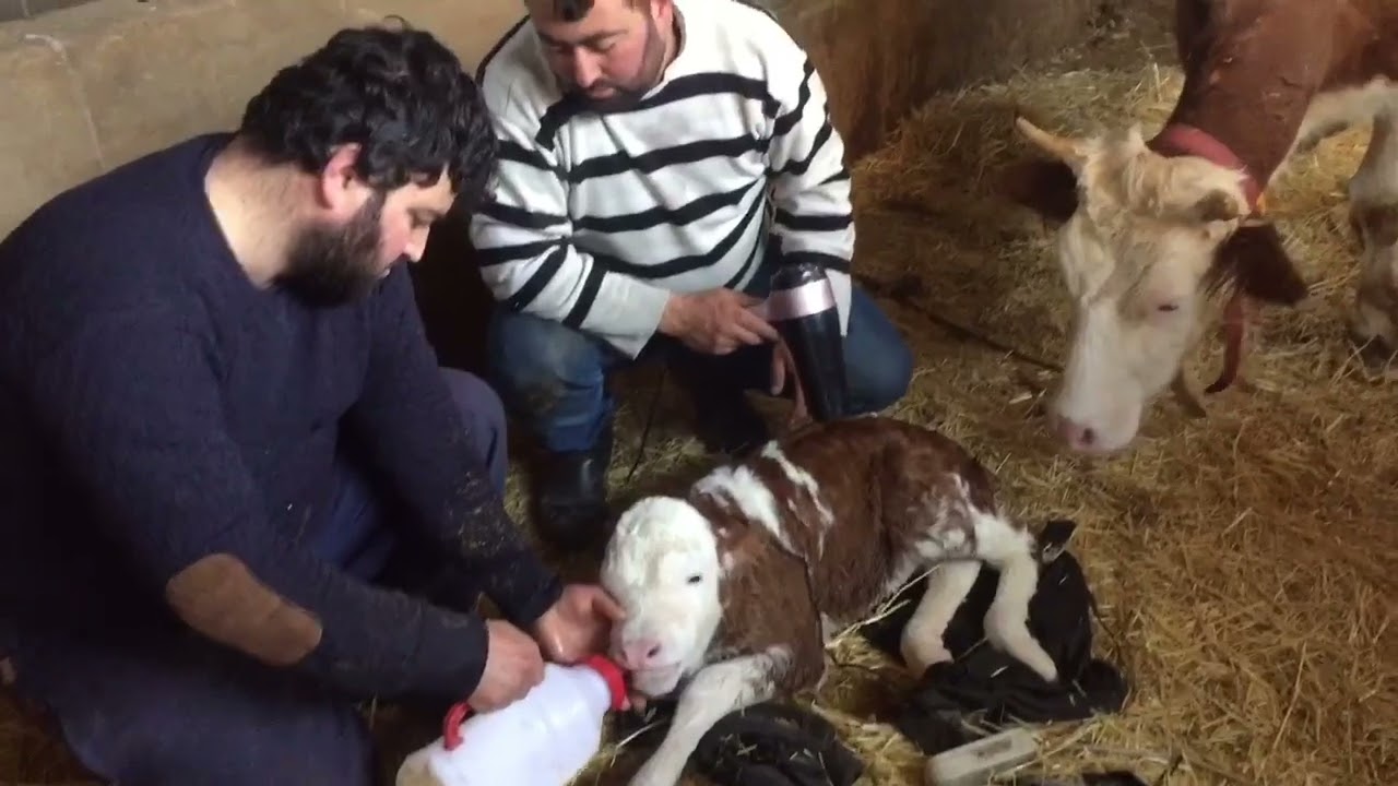 Yeni doğmuş buzağı/ kolostrum ilk anne sütü çok aşırı önemli #simental