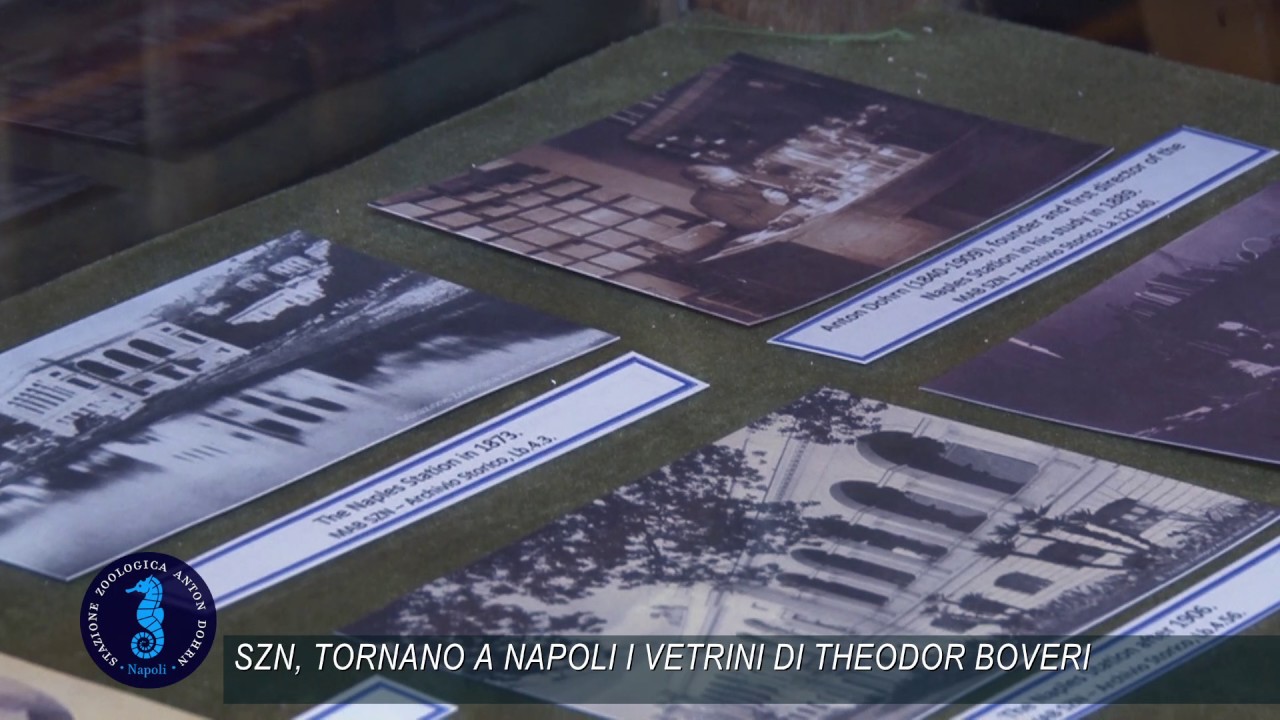 SZN: Tornano a Napoli i vetrini di Theodor Boveri