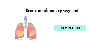 brochopulmonary segments