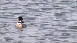 3 Red-Breasted Mergansers, some Mallards and a male merganser dispute!