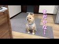 母親に無言の圧力で勝負するポメラニアンのポメくん
