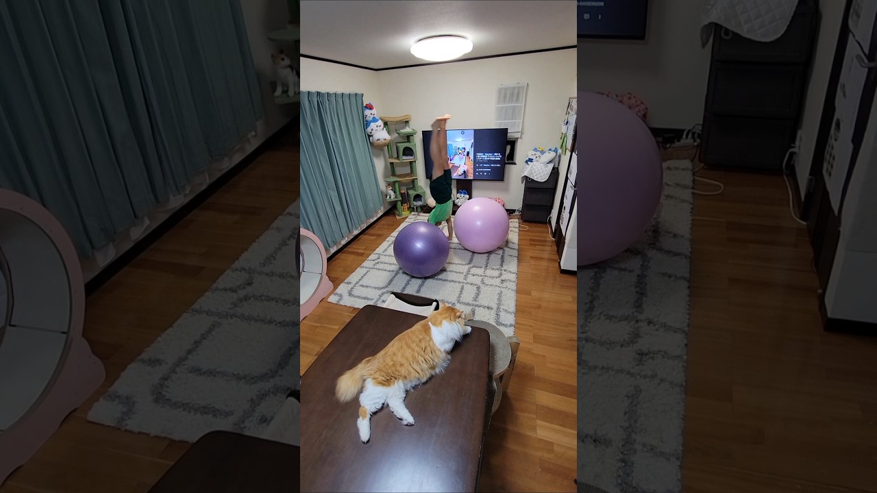 春雷🎵 米津玄師🎶 #動じない猫 #信頼関係 アクロバット×バランスボール 頭の中で楽曲を想像&表現🧏♀️ #米津玄師特集