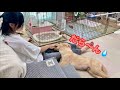 お互いにダラダラ遊び合う似た者同士な娘と愛犬【ゴールデンレトリバーとミニチュアダックスフンド】