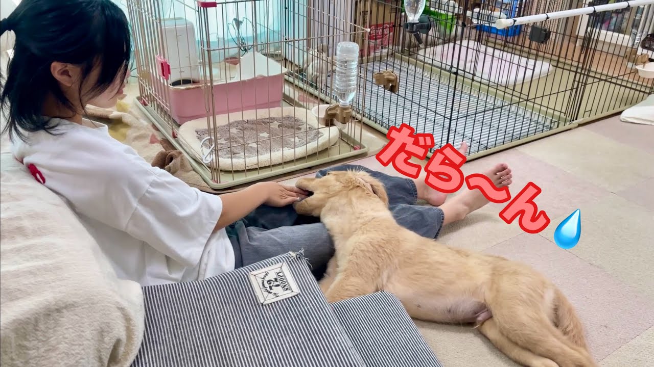 お互いにダラダラ遊び合う似た者同士な娘と愛犬【ゴールデンレトリバーとミニチュアダックスフンド】
