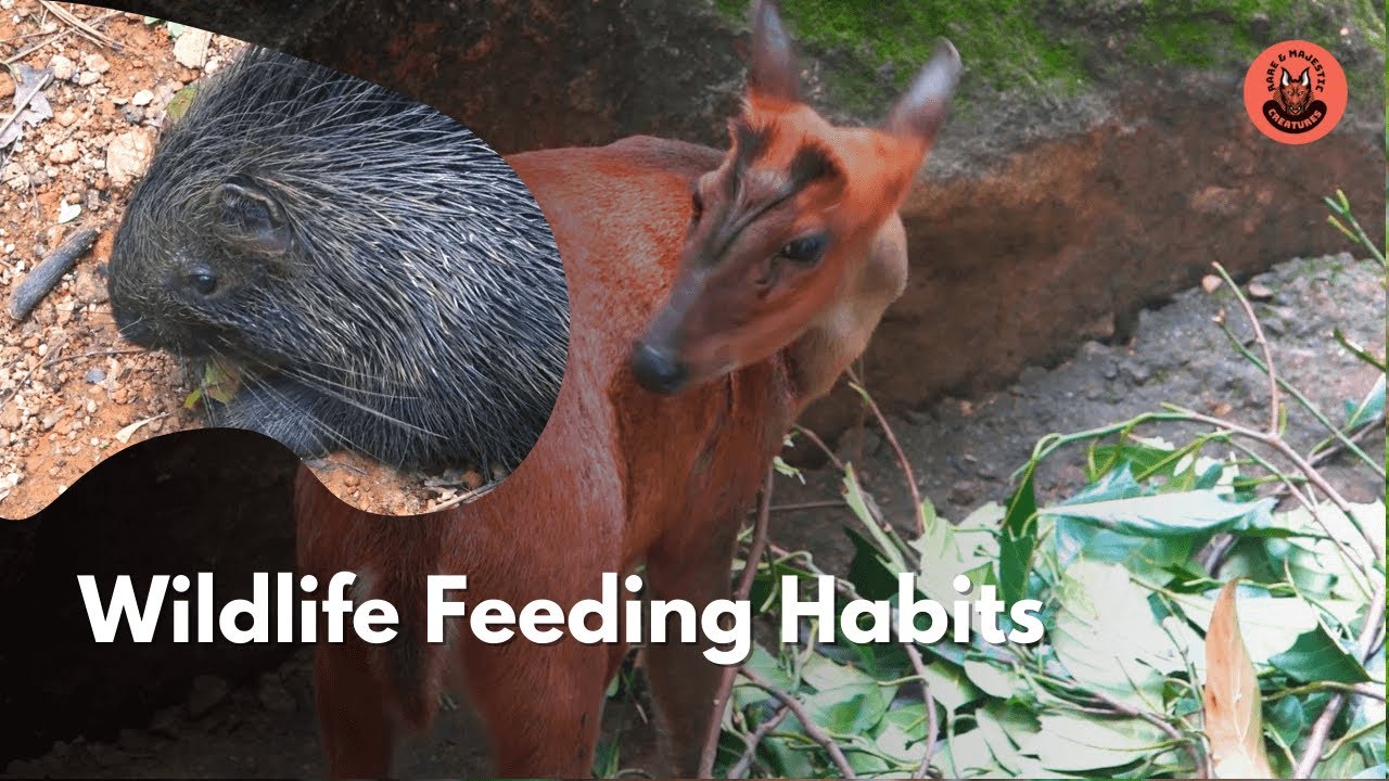 Wildlife Feeding Habits  Porcupines, Deer, and Emus