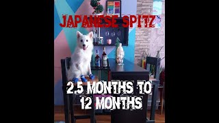 Japanese Spitz  3months to 1year Old | iAMWanderer