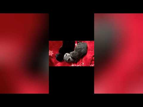 Food4Cats Pfötchenhilfe Schömberg Schörzingen e.V. | komplettes Video 