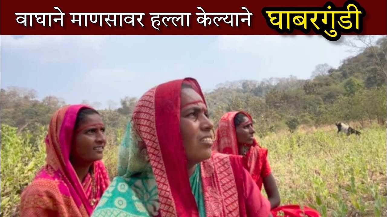 बाया मेंढ्या घेवून जंगलात गेल्या, पण वाघाने माणसावर हल्ला केल्याने मनात भीतीने चांगलेच घर केलंय 😢