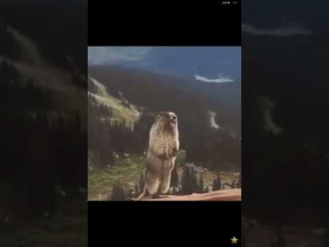 صراخ السنجاب 2