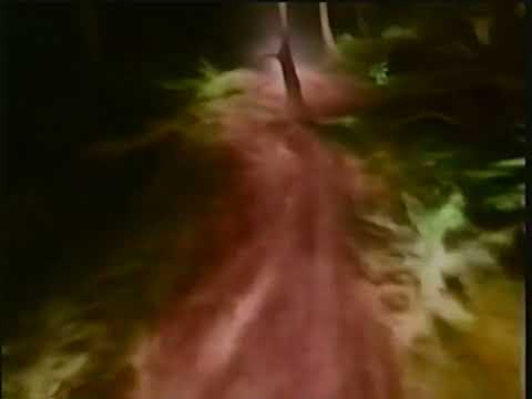 cat soup - path of misery [video]