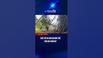 Cháy cây đa hơn 200 năm tuổi trên núi Thiên Bút | QNgTV