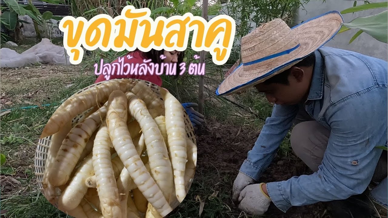 ใครเคยปลูกมันสาคูบ้าง? ปลูกไว้หลังบ้านได้แบบนี้ มาดูกันค่ะ