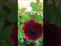 Black Baccara Rose Shorts Shortvideo
