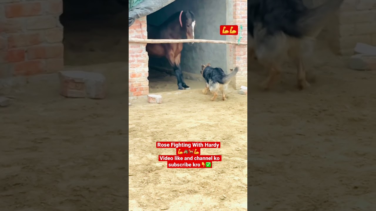 Horse Fight With Dog 💪/ Horse video/Dog video/ whatsapp status/ #shorts #viral #shortsvideo