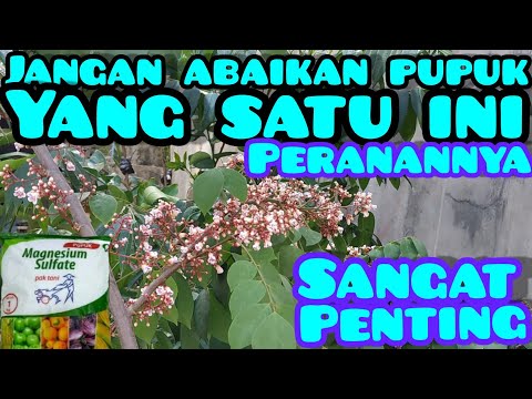 Video: Baja Magnesium Sulfat: Arahan Penggunaan, Memberi Makan Tanaman, Bunga Dalaman Dan Konifer