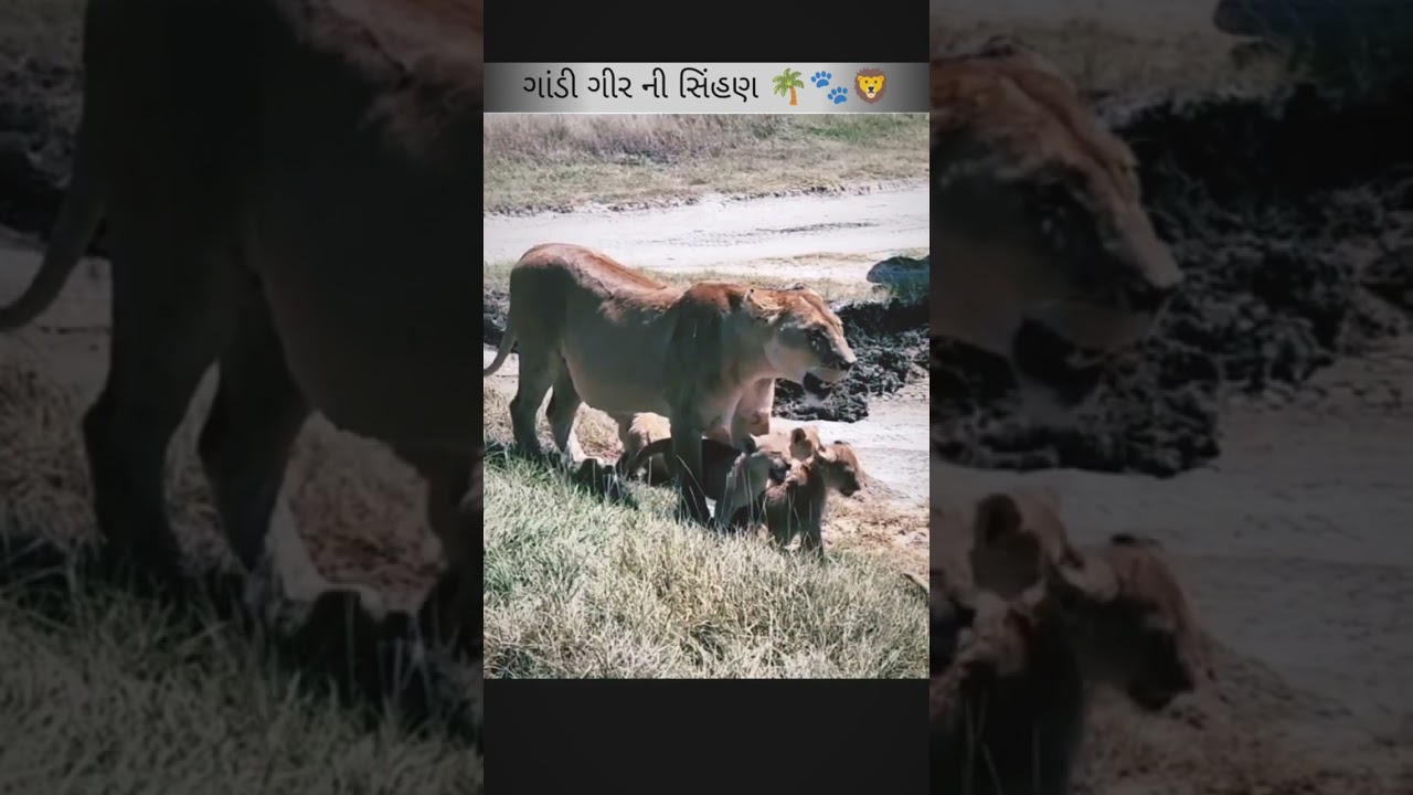 ગાંડી ગીર ની સિંહણ #sihan #youtubeshorts #vairal #vairalshort #wildlife  #glorious_of_gir 🌴🐾🦁