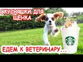 Vlog Наш щенок | Везём щенка к ветеринару