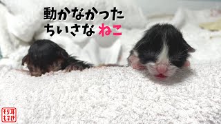 何が起きたかすべてを話します…【凄絶すぎた猫の出産】