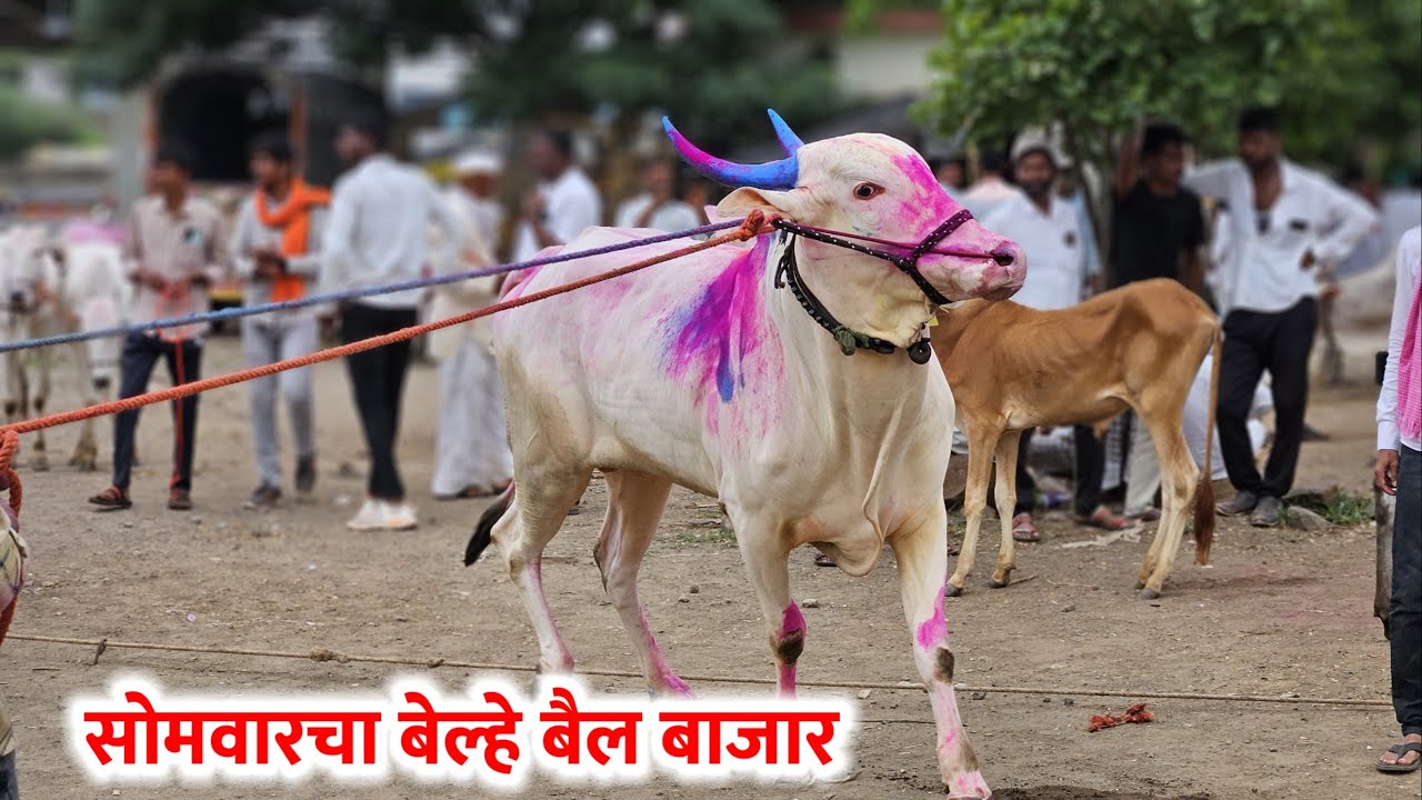 सोमवारचा बेल्हे बैल बाजार,,दि-‌04/08/2025…Belhe Bail Bajar..Bail Bazar Belhe...#Belhe
