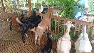 Goat Farming in the Philippines | Goat House | Nubians