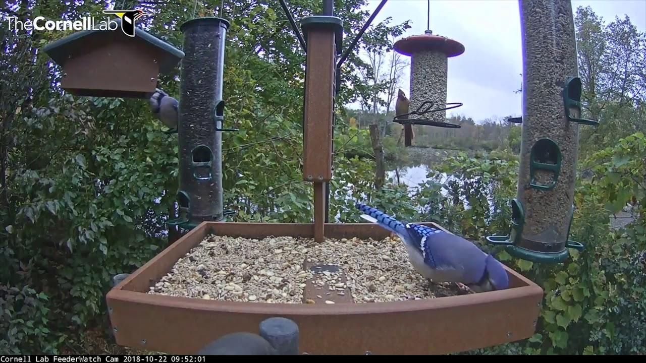 Crisp Fall Morning On Cornell Lab Feederwatch Cam Oct 22 2018