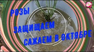 картинка: РОЗЫ В ОКТЯБРЕ