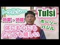 癒しの植物ホーリーバジル・トゥルシー：体と心にとっても嬉しい植物を紹介します！アーユルヴェーダ・ヨガ・自然療法が好きな方必見　ヒマラヤのハーブ