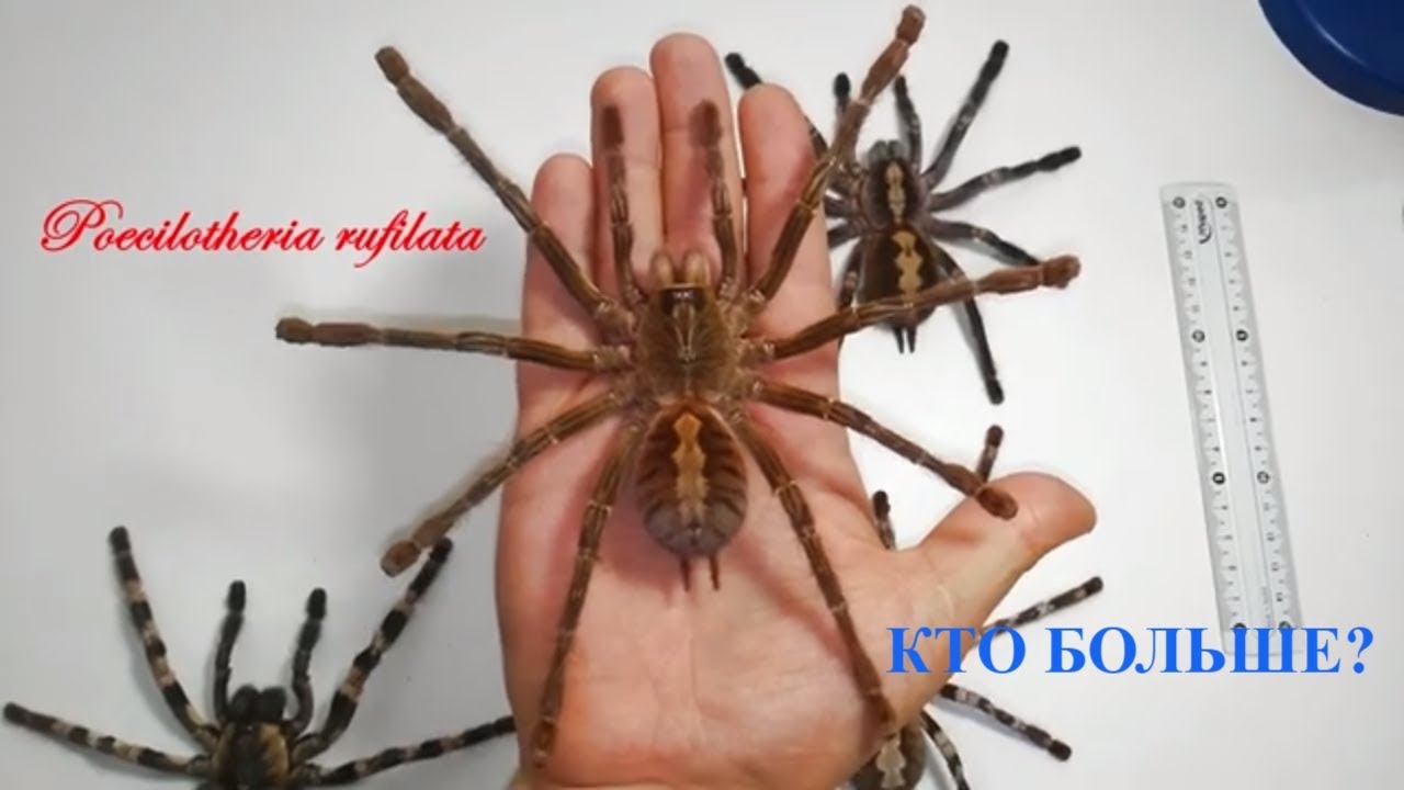 Размеры птицеедов Poecilotheria metallica, Poecilotheria rufilata, Poecilotheria tigrinawesseli и др