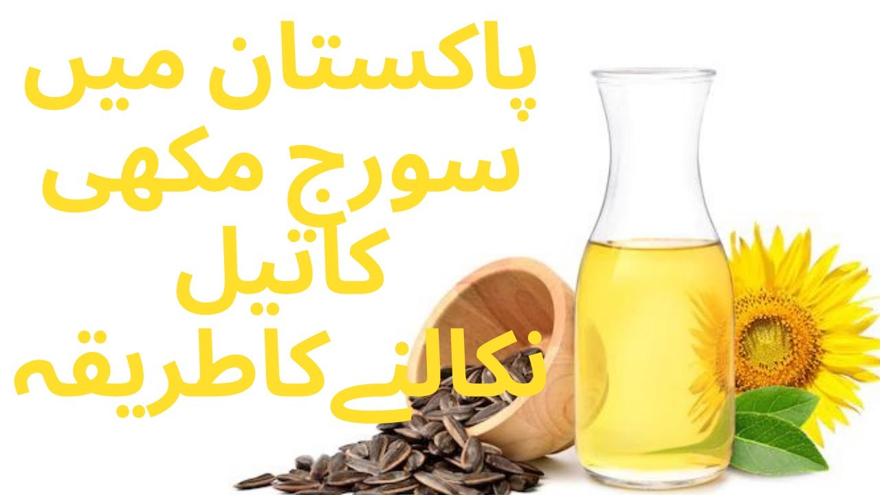 Sunflower seeds oil extraction in Pakistan YouTube