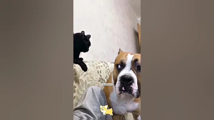 Video 11795021: pet animal funnycat cats, cats funny pets animals