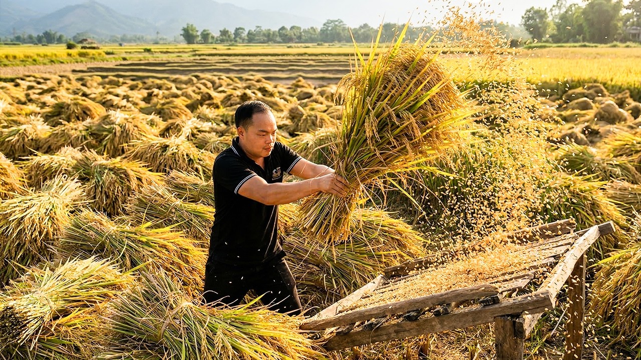 Primtive Rice Primitive Rice Processing – How People Made Rice Without Machines - YouTube