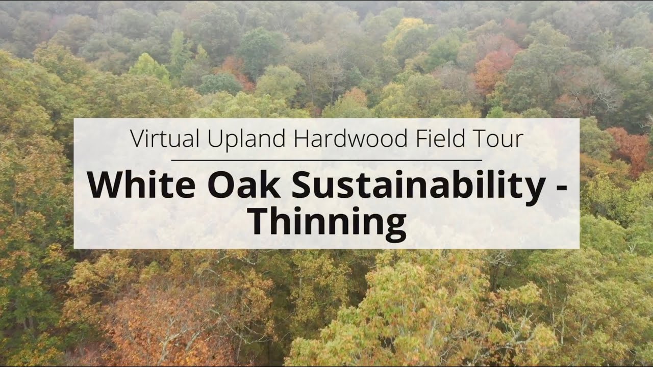 White Oak Sustainability pt. 1 - Thinning (Virtual Upland Hardwood Tour)
