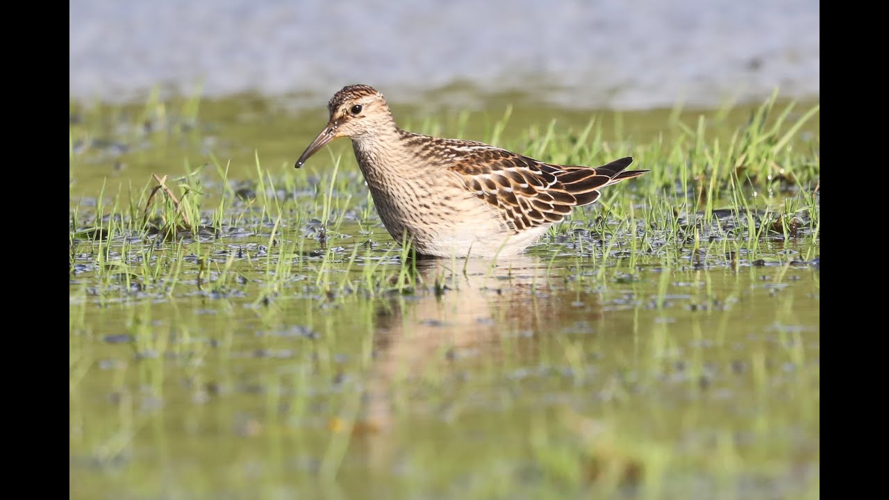 Pectoral Sandpiper (calidris melanotos) 