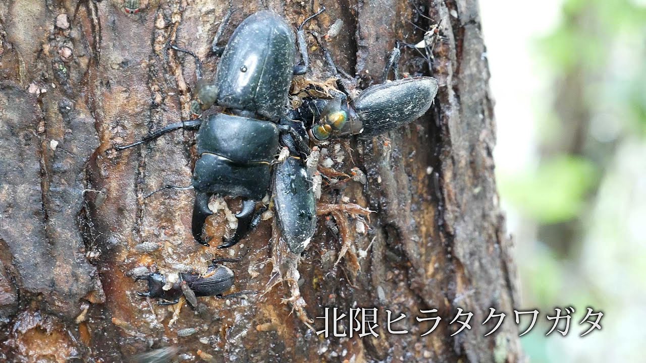 Northernmost Flat Stag Beetle] [Extremely Rare Black-spotted Jewel