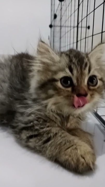 cici #cats #cat #catlovers #rescueefforts #kitten
