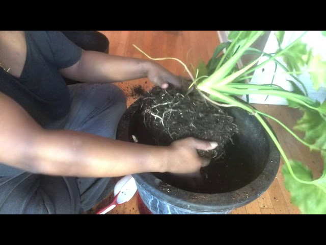 black majesty philodendron Philodendron Majesty  Plantlovers