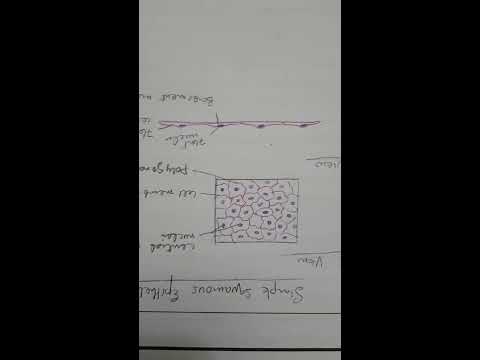 How to draw Simple squamous epithelium Histology diagram ( Surface and Side  view)