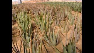 bogenhanf gelber rand Sansevieria Laurentii  45 cm Bogenhanf mit gelbem Rand